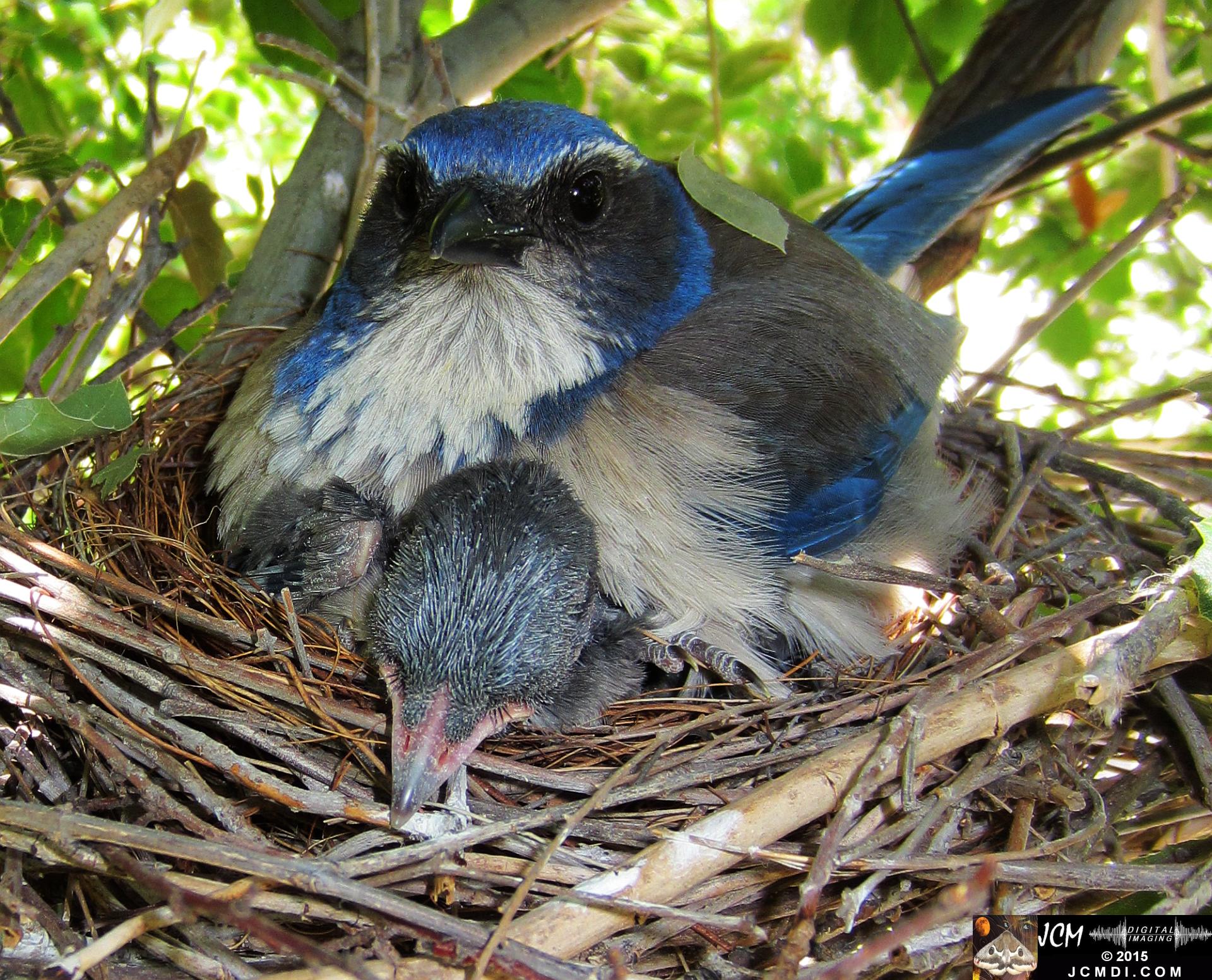 Scrub Jay Nest Documenatry with chicks